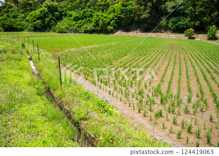 水稻插秧後的稻田（水稻栽培影像素材） 124419063
