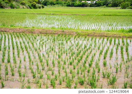 水稻插秧後的稻田（水稻栽培影像素材） 124419064