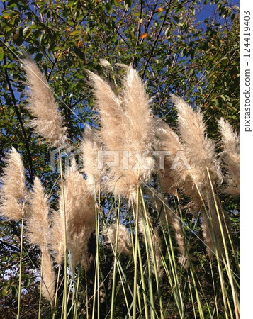 The Japanese name for Pampas grass is Shiroganeyoshi. The Japanese name for Pampas grass is Shiroganeyoshi. 124419403