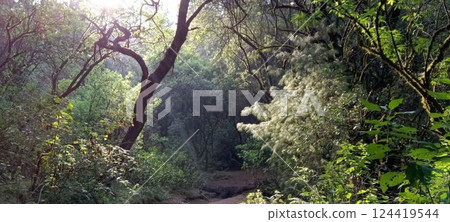 Mountain path, lush trees and light (Mexico) 124419544