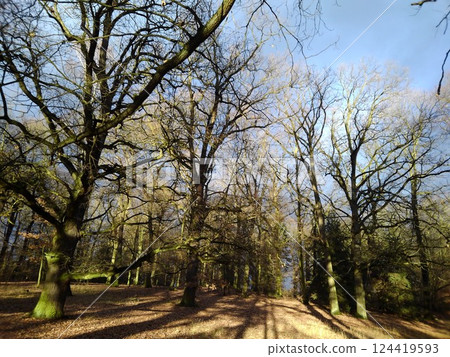 Trees shining green in the sunlight Trees shining green in the sunlight 124419593