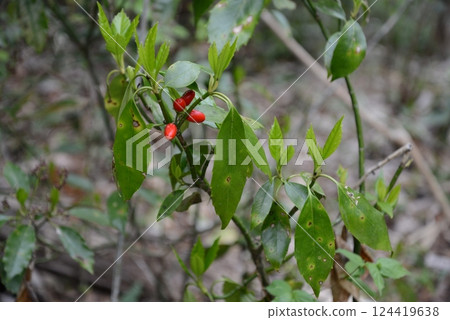 Bright red berries of the Aoki tree in spring 124419638
