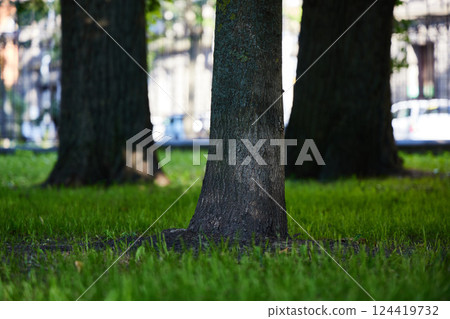 Tranquil Tree Trunks Nestled Surrounded by Lush, Vibrant Green Grass in Natures Embrace 124419732