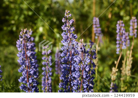 Experience the vibrant live lupines flourishing beautifully in a natural outdoor setting 124419959