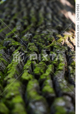 Textured Tree Bark Covered in Lush and Vibrant Green Moss That Enhances Its Beauty Textured Tree Bark Covered in Lush and Vibrant Green Moss That Enhances Its Beauty 124419982