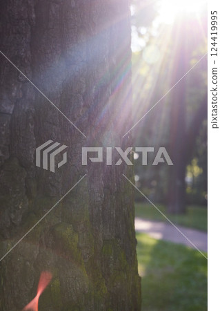Gentle Sunshine Gently Filtering Through the Lush Verdant Trees in a Calm, Serene Park Setting 124419995