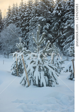 A Beautiful Snowy Winter Landscape Featuring Lush Christmas Trees Amidst a Calm Atmosphere 124420063