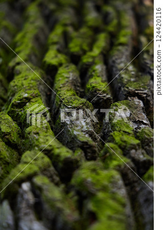 Mosscovered Bark Featuring Beautiful Textured Patterns and Increased Depth of Field Mosscovered Bark Featuring Beautiful Textured Patterns and Increased Depth of Field 124420116