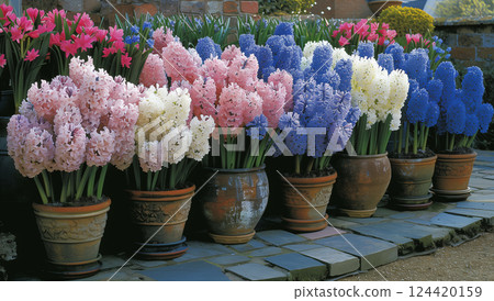 Colorful display of potted hyacinths and hydrangeas in a garden greenhouse setting 124420159