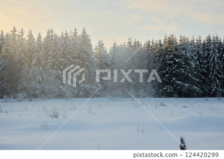 Experience a Winter Wonderland with stunning, snowcovered trees in all their glory Experience a Winter Wonderland with stunning, snowcovered trees in all their glory 124420299