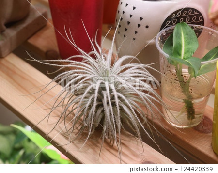 A Unique Air Plant Flourishing and Thriving on a Beautiful Wooden Shelf Displaying Artistry 124420339
