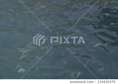 A Beautiful School of Fish Gracefully Swimming in the Clear, Serene Water of the Ocean 124420379