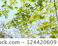Fresh green maple 124420609