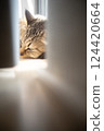 Sleeping cat by the window 124420664