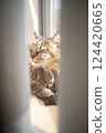 Cat on the window 124420665