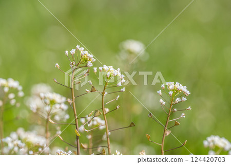 Shepherd's purse (Penpengusa) Flowers blooming in the spring field 124420703