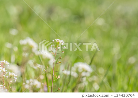 Shepherd's purse (Penpengusa) Flowers blooming in the spring field 124420704