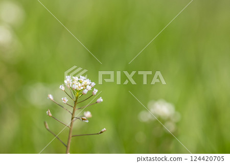 Shepherd's purse (Penpengusa) Flowers blooming in the spring field 124420705