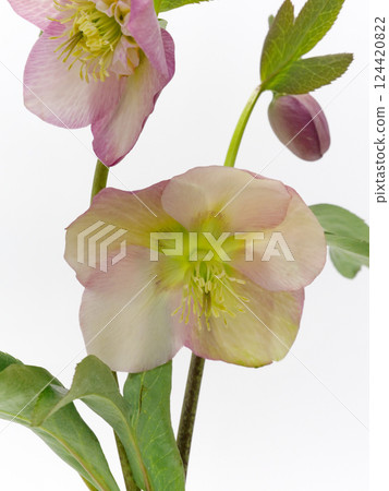 Pink Christmas rose flower [Helleborus] on a white background 124420822