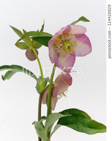Pink Christmas rose flower [Helleborus] on a white background 124420829
