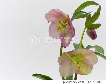 Pink Christmas rose flower [Helleborus] on a white background 124420833