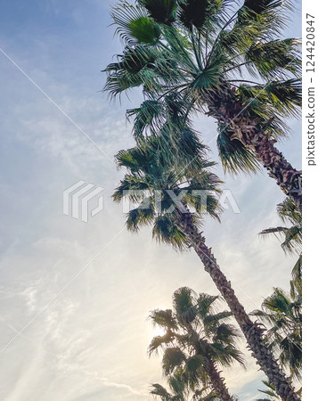 Tall palm trees under a soft sky at sunset. 124420847