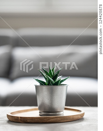 Small potted succulent plant on wooden tray in modern living room. Small potted succulent plant on wooden tray in modern living room. 124420878