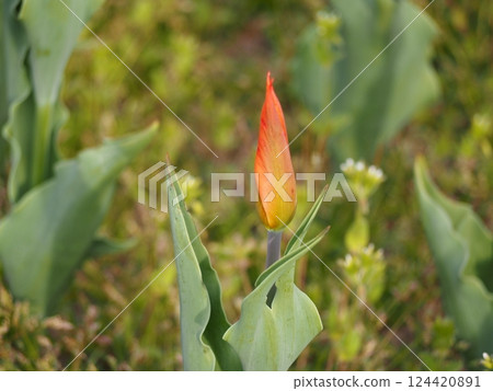 Orange Tulip Ballerina Bud Orange Tulip Ballerina Bud 124420891