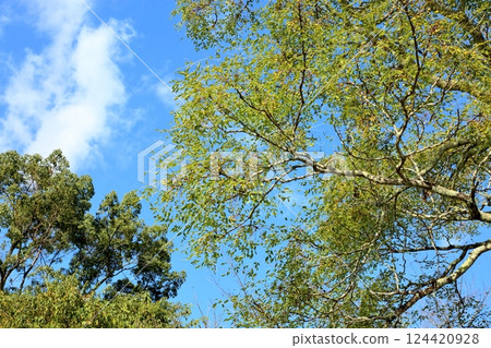 Refreshing China tree fruit Refreshing China tree fruit 124420928