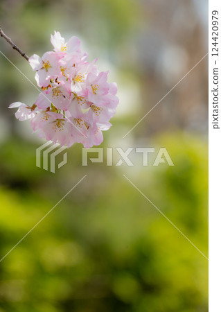 Cherry blossoms bathed in spring sunlight Cherry blossoms bathed in spring sunlight 124420979
