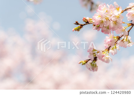 Cherry blossoms bathed in spring sunlight Cherry blossoms bathed in spring sunlight 124420980