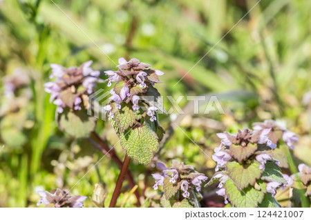 Himeodoricosoum Himeodoricosoum 124421007