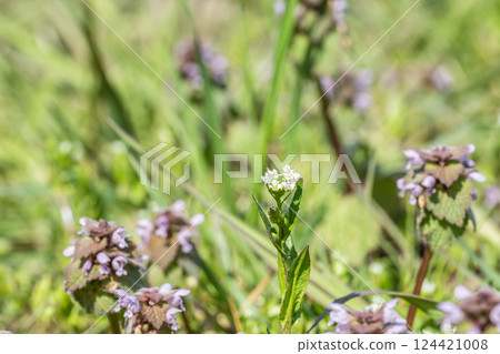 Shepherd's purse (Penpengusa) Flowers blooming in the spring field 124421008