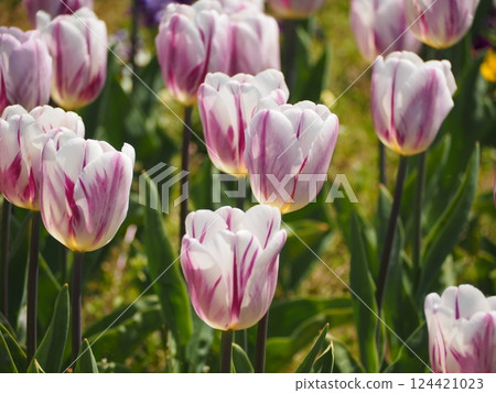 鬱金香弗萊明旗 124421023