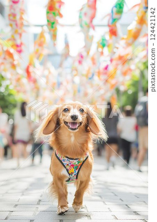 一隻微笑著的迷你臘腸犬在七月鯉魚旗下行走 124421142