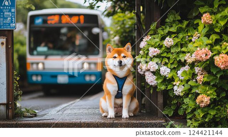 A heartwarming moment for a Shiba Inu waiting for a bus at a bus stop surrounded by hydrangeas A heartwarming moment for a Shiba Inu waiting for a bus at a bus stop surrounded by hydrangeas 124421144