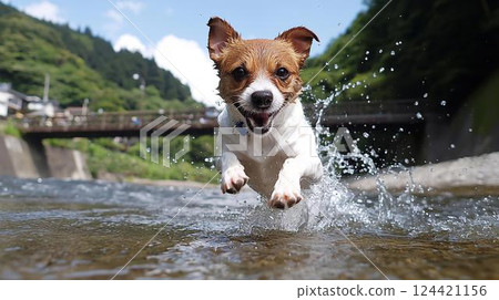 傑克羅素梗犬在山間小河中奔跑嬉戲 124421156