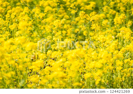 春風搖曳的油菜花田① 124421269
