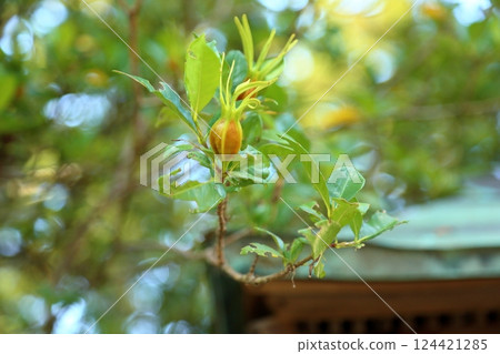Cute Gardenia Fruit Cute Gardenia Fruit 124421285