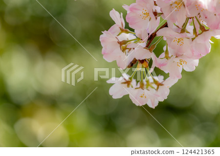 Beautiful pink cherry blossoms 124421365