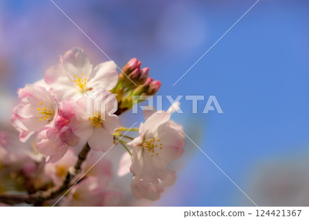 Scenery with cherry blossoms 124421367