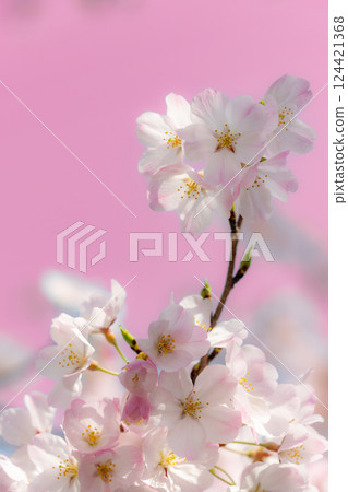 櫻花的風景 櫻花的風景 124421368