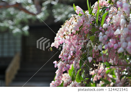Spring flowers: Full-blooming Azaleas, Nakain Temple grounds, Kawagoe City 124421541