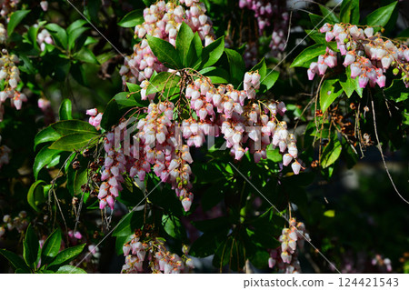 春花：盛開的杜鵑花，川越市中院寺院內 124421543