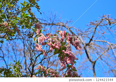 春花：盛開的杜鵑花，川越市中院寺院內 124421544
