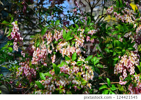 春花:盛開的杜鵑花,川越市中院寺院內 春花:盛開的杜鵑花,川越市中院寺院內 124421545
