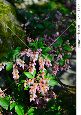 Spring flowers: Full-blooming Azaleas, Nakain Temple grounds, Kawagoe City 124421547