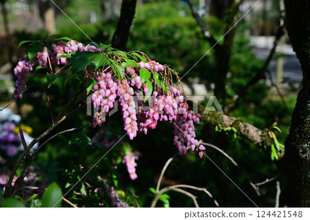 Spring flowers: Full-blooming Azaleas, Nakain Temple grounds, Kawagoe City 124421548