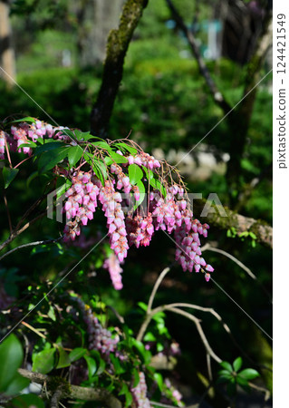 春花：盛開的杜鵑花，川越市中院寺院內 124421549