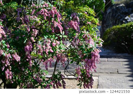 Spring flowers: Full-blooming Azaleas, Nakain Temple grounds, Kawagoe City 124421550